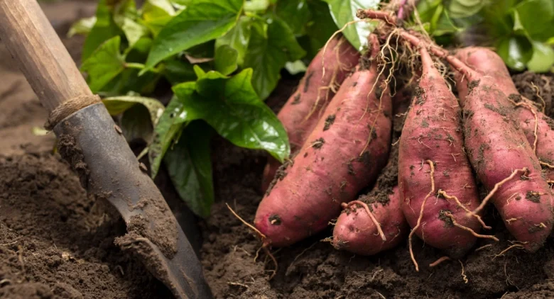 Farmers Field Schools Monitored to Boost Sweet Potato Production in ...